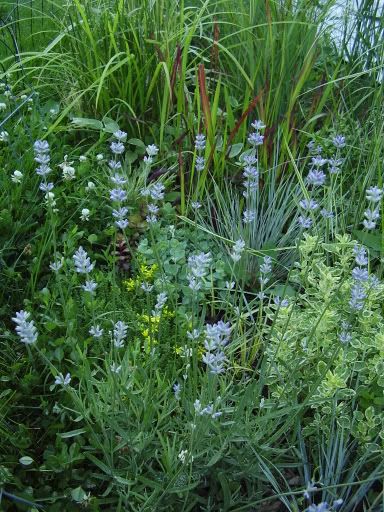 Ce matin............ 2006-06-22b013