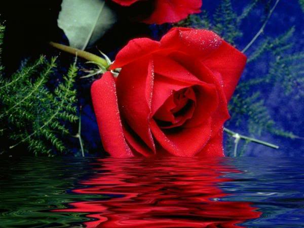 ~ Roses Of Romance. ~ 49960028