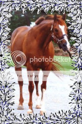 Chestnut Spear Thoroghbred20stallion4