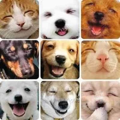 Imagenes de Animales graciosos xDD! T1_dog_cat_faces