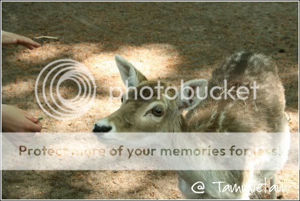 hier een dagje dierenpark rhenen IMG_2267