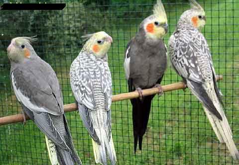 Papagan - Papagan Çeşitleri - Papaganlar Hakkında Genel Bilgiler 1713nv9