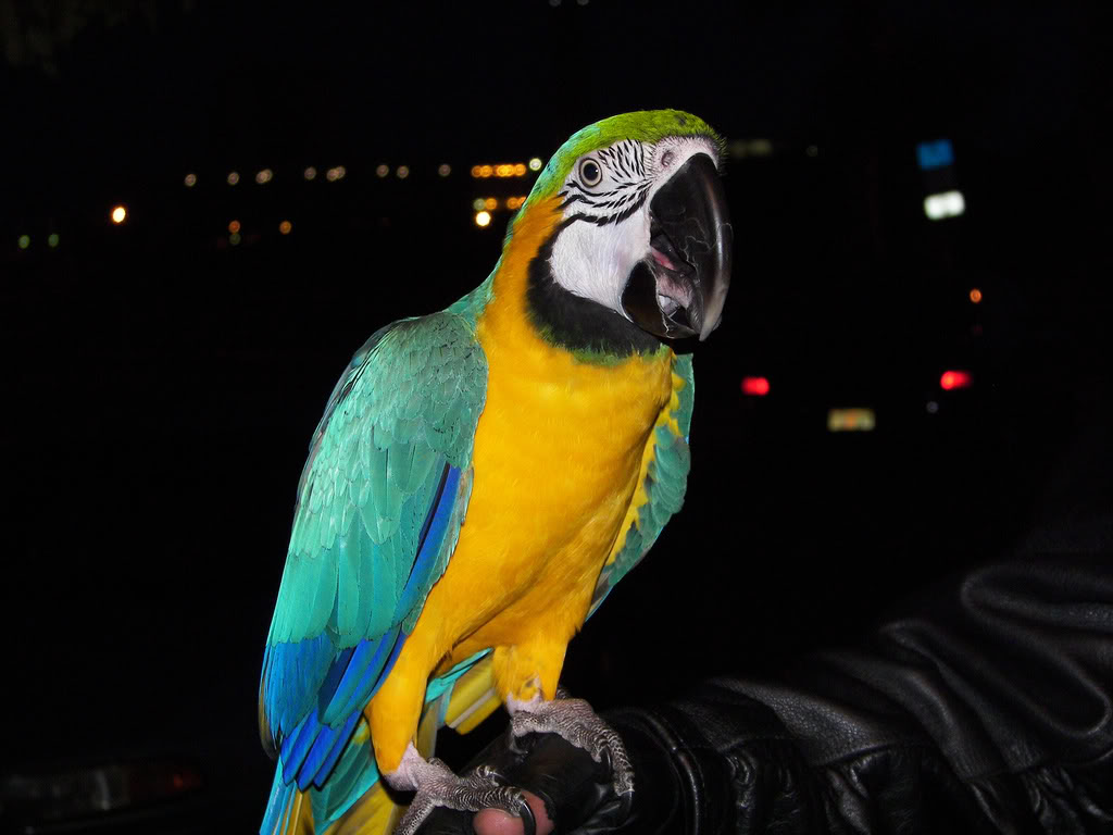 Papagan - Papagan Çeşitleri - Papaganlar Hakkında Genel Bilgiler Papaganco2
