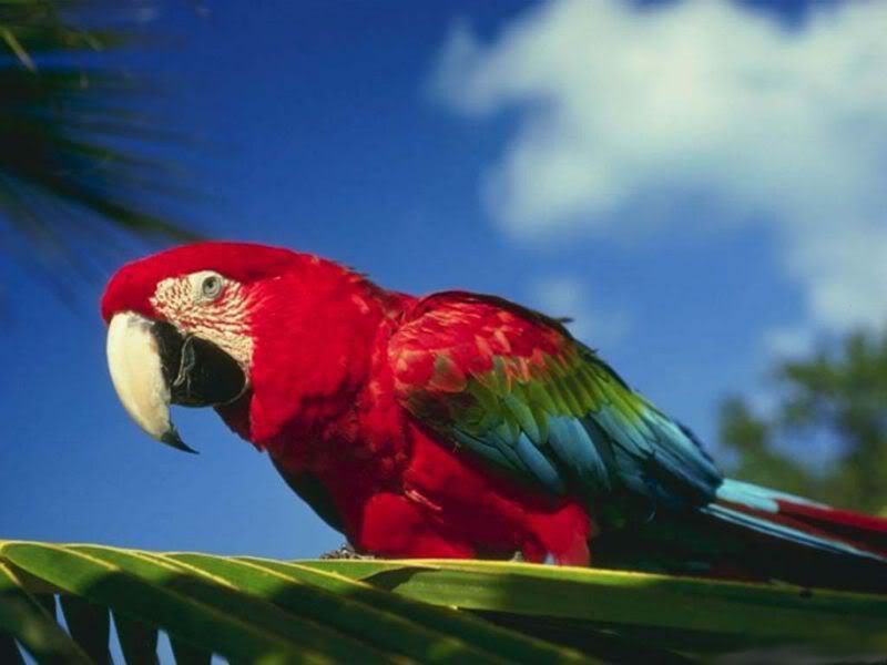 Papagan - Papagan Çeşitleri - Papaganlar Hakkında Genel Bilgiler Papaganop2