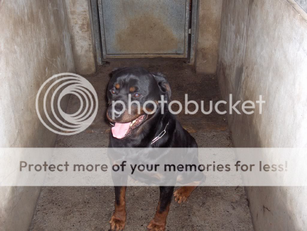 Lost:  Toby, Rottie from Dunboyne HPIM2989