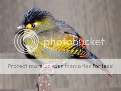 [Animal]:: Bird _ để có được mấy pic thế này cũng là nghệ thuật :: Bird16