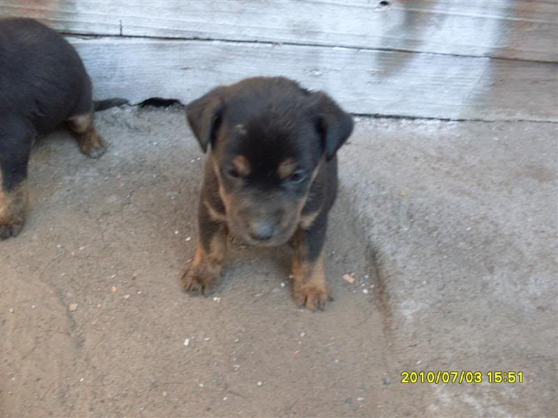 Adopta Perritas Abandonadas SDC11167Medium