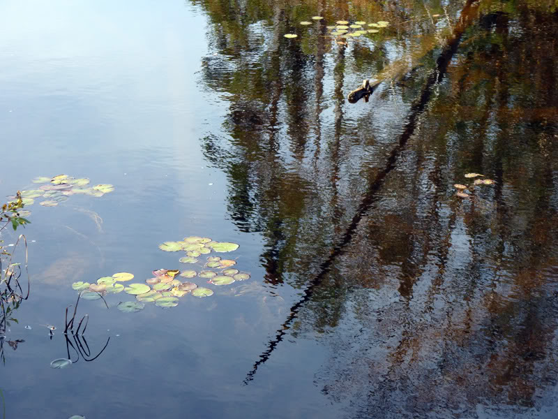 Les reflets... - Page 2 Octobre2011038