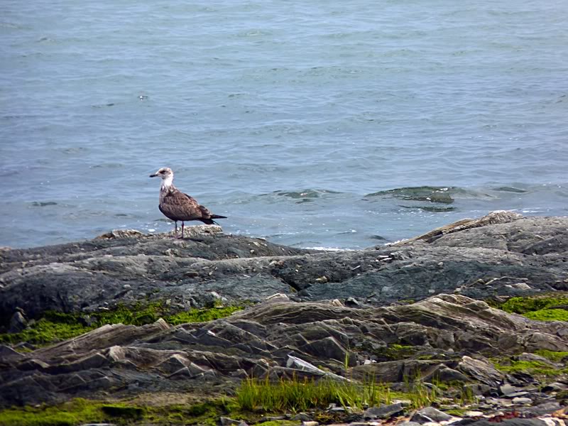 Isle-aux-Coudres et régions dans Charlevoix Juilletaoutseptembre2012156