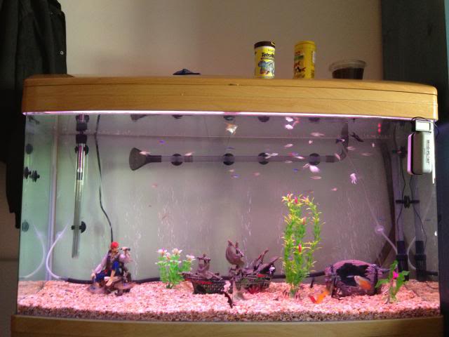 Mes aquariums IMG_4430_zpse211b532