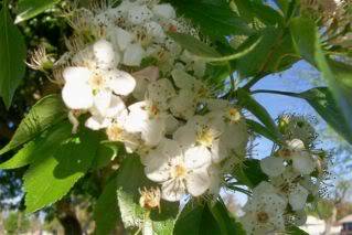 Signs of Spring Fruitblossoms