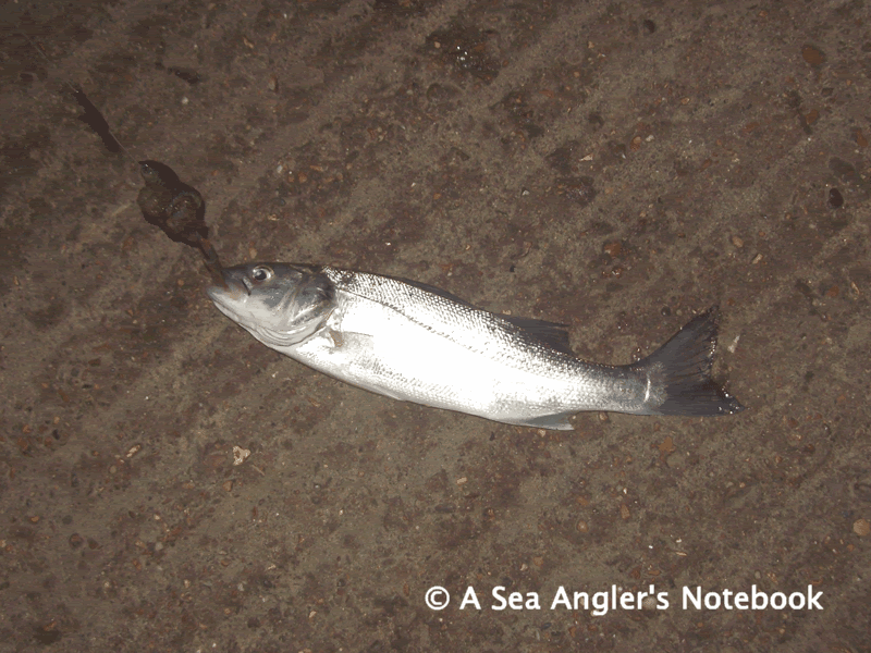 Fishing Report - River Colne, Essex - 25th April 09 101_0377