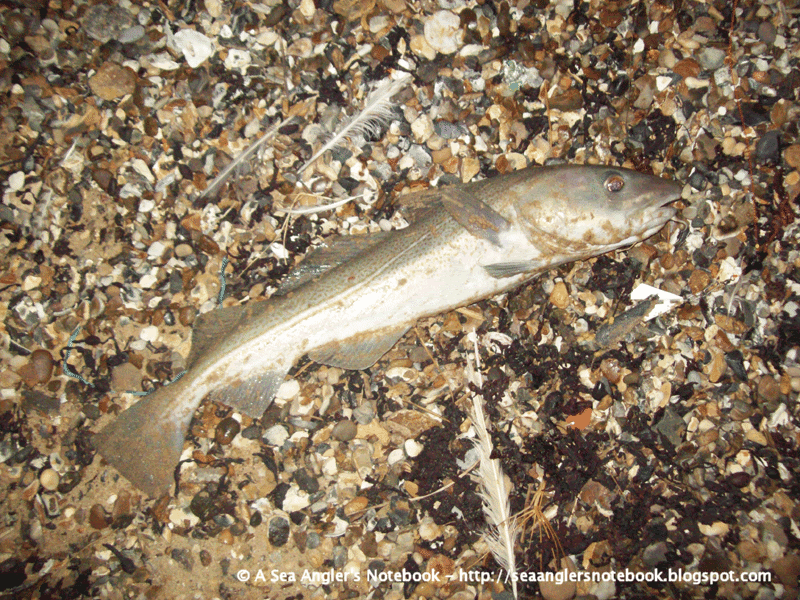 St Osyth Beach, Essex - 2nd October 09 100_0674