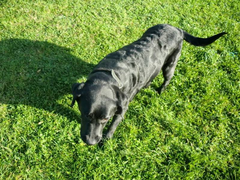 Sheba - Labrador/Retriever X, Bitch (9-10 Years)  CIMG0984