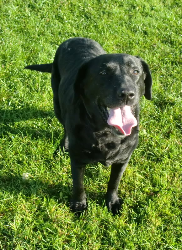 Sheba - Labrador/Retriever X, Bitch (9-10 Years)  CIMG0986