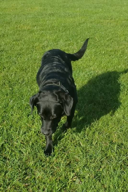 Sheba - Labrador/Retriever X, Bitch (9-10 Years)  CIMG0991