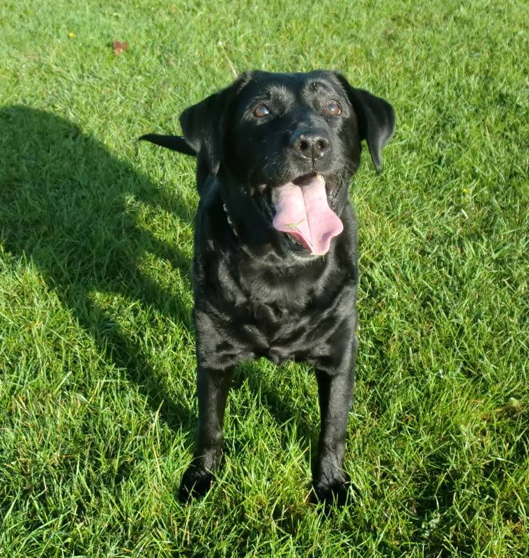 Sheba - Labrador/Retriever X, Bitch (9-10 Years)  CIMG0998