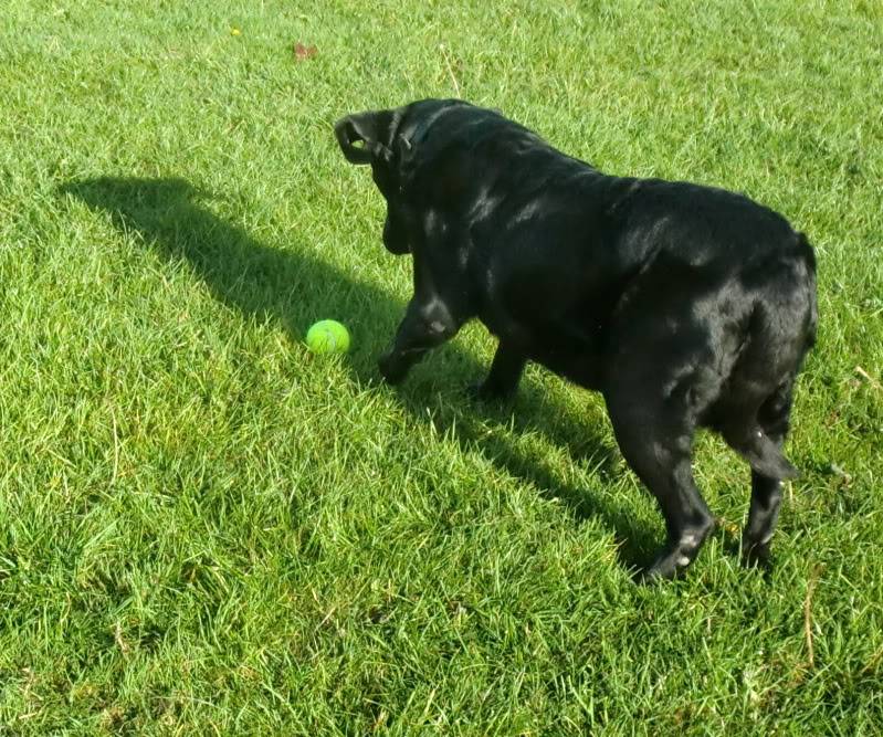 Sheba - Labrador/Retriever X, Bitch (9-10 Years)  CIMG1003