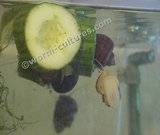 Wanted ~ Purple Apple Snails Th_applesnail6