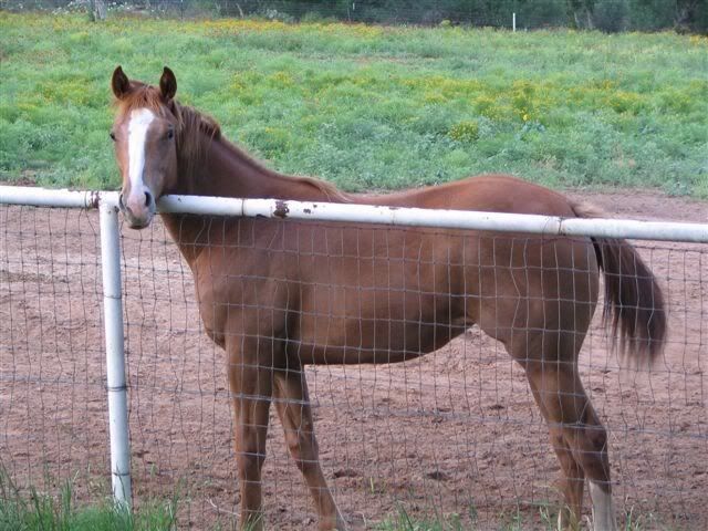 Yearlings Ruby