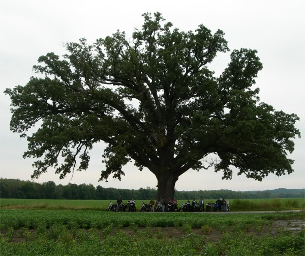 Big Burr Oak - Central Missouri 014BurrOakAll