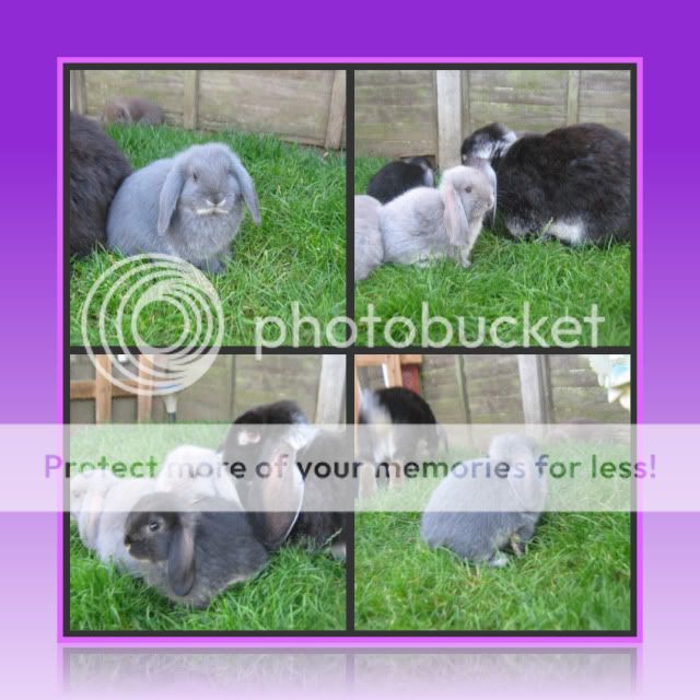 pics of my baby bunnies :)) Picnikcollagelilacfrench