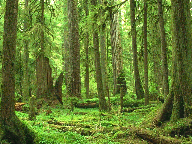 Средната част на гората Forest