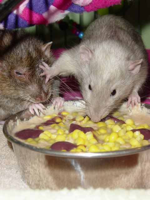 My 13 ratlets! Picture100114