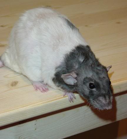 My 13 ratlets! Dwarfieface