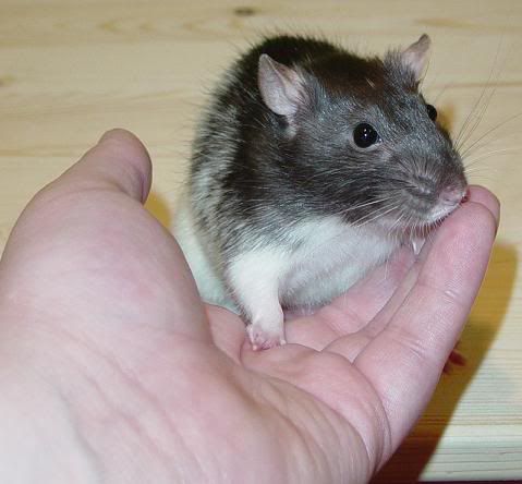 My 13 ratlets! Fergiehand