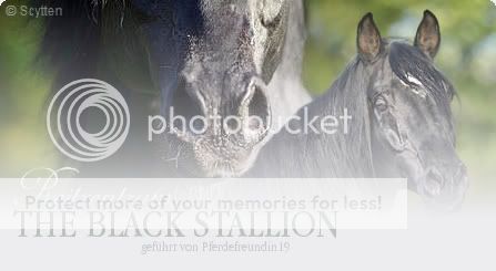 Simple, kostenlose Banner Banner_TheBlackStallion_1