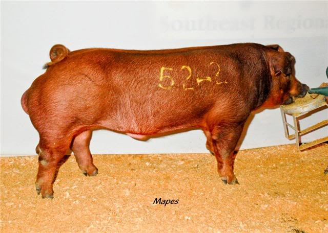 High Selling Duroc Boar WTC 2010 2010perryboar