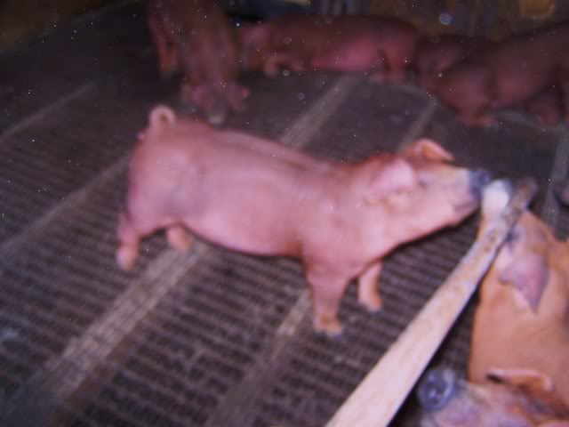 Duroc boars 29