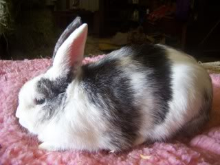 My Rabbits <3 Rabbits011