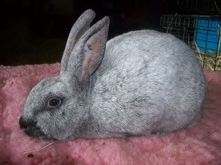 My Rabbits <3 Rabbits037