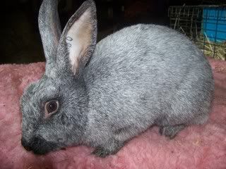 My Rabbits <3 Rabbits038