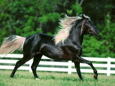 And horses wonder why I'm named Mist Dancer Blackhorse