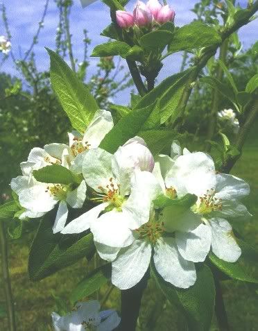 HAY CABALLOS Flormanz