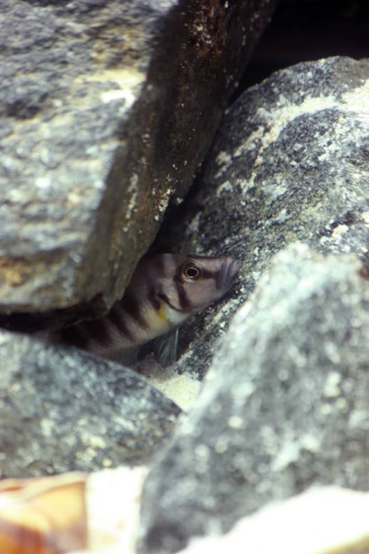 (Tanganyika) 100  - Altolamprologus sp. "Compressiceps Shell"  D4890653