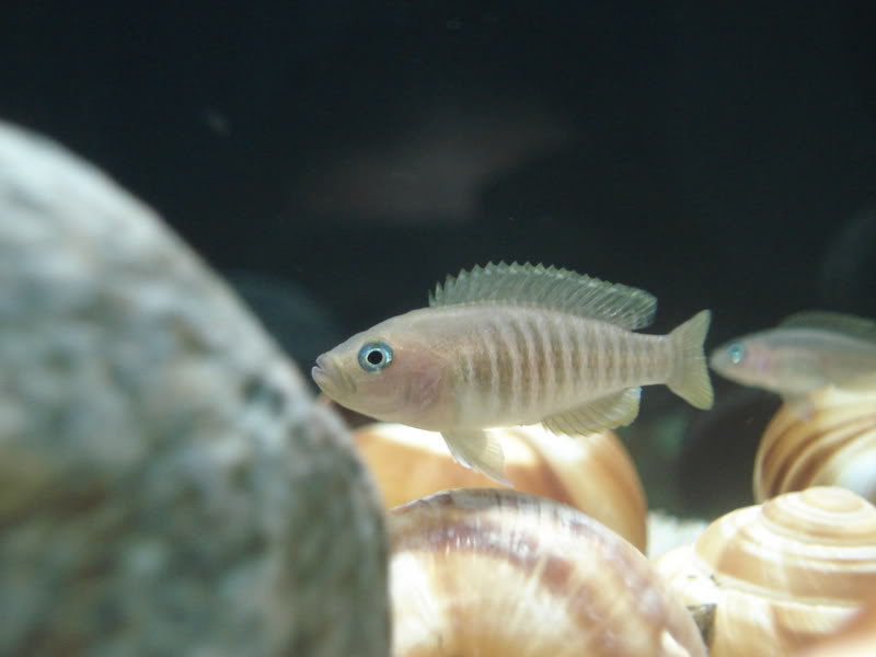 (Tanganyika) Neolamprologus multifasciatus DSC00765