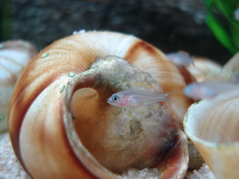 (Tanganyika) Neolamprologus multifasciatus DSC01082