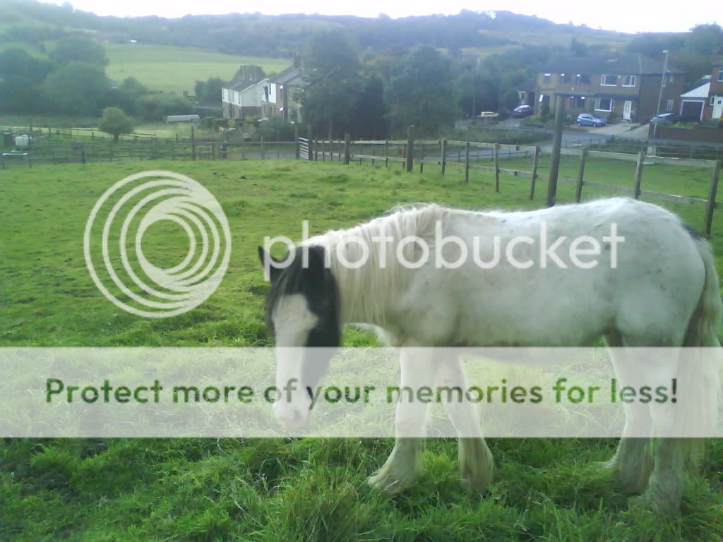 here is loki the gypsy vanner DSC00003