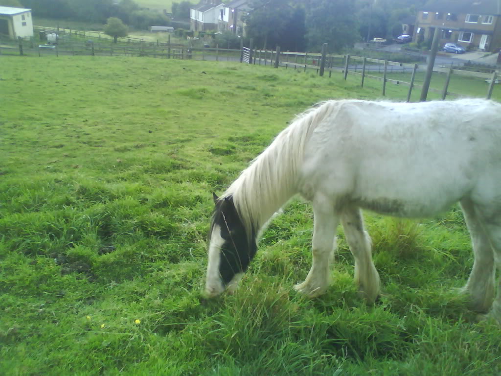 here is loki the gypsy vanner DSC00004-1