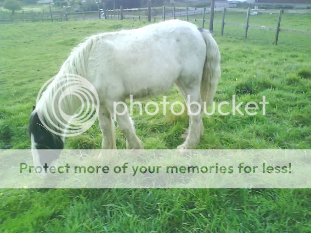 here is loki the gypsy vanner DSC00005