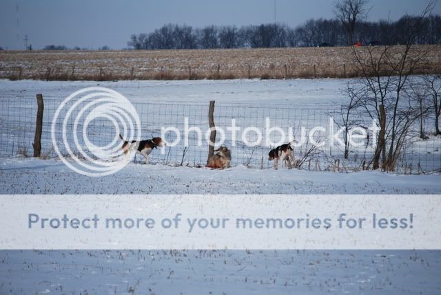 A few yote pictures from this season Yote2