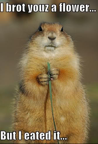 Feliz Día de la Marmota! Funny-pictures-groundhog-ate-flo-1