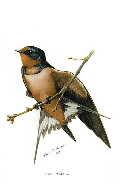 WELCOME TO KIM DONG'S FORUM - Portalli Barn_Swallow