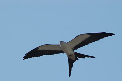 NHỮNG CÁNH ÉN HÃY BAY XA NHÉ! Swallow-tailed_kite02