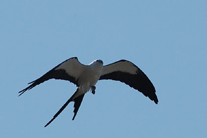 NHỮNG CÁNH ÉN HÃY BAY XA NHÉ! Swallow-tailed_kite14