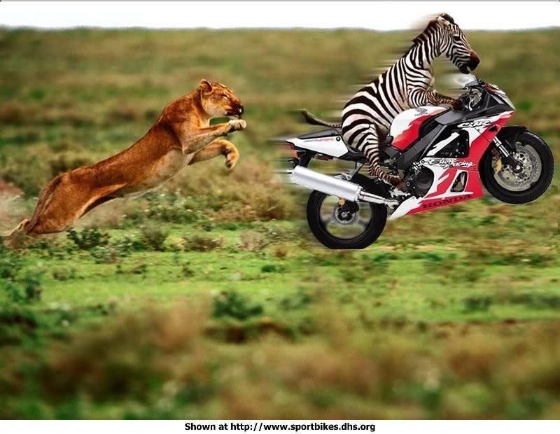 Zebra sekarang Funny